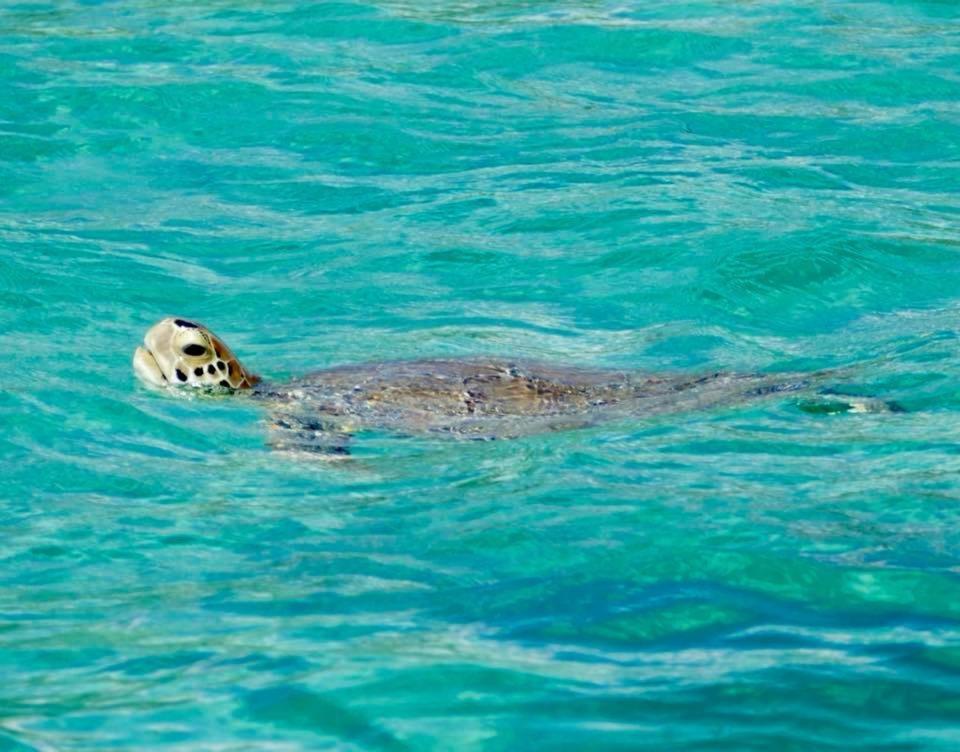 Ocean Tally Upper Bogue Εξωτερικό φωτογραφία